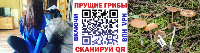 blacksprut   Бугульма  Псилоцибиновые грибы Cubensis  даркнет сайт 